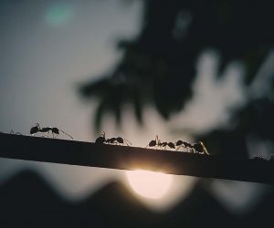 ants