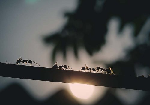 ants