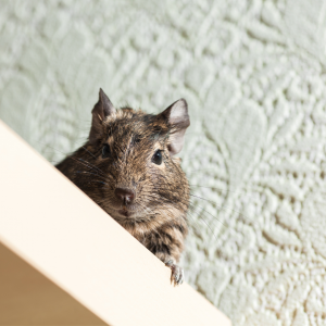 mouse inside a home