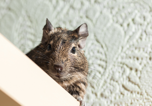 mouse inside a home