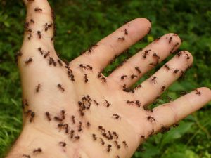 ants-gd9c75433b_1920