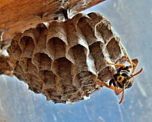 wasp-nest-removal-dallas-texas-tactical-