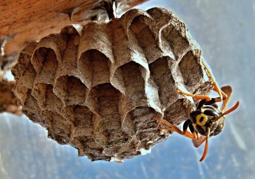 wasp-nest-removal-dallas-texas-tactical-