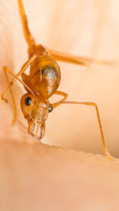 Macro of ant (Red Ant) biting on human skin