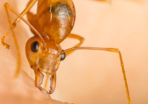 Macro of ant (Red Ant) biting on human skin