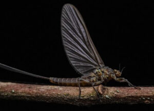mayfly