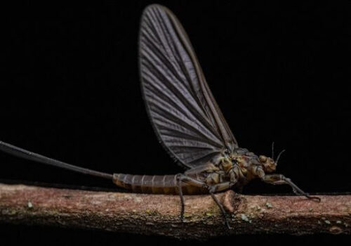 mayfly