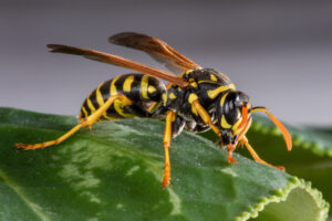 A southern yellowjacket rests on a leaf.