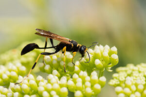 A mud dauber wasp rests on some flora.