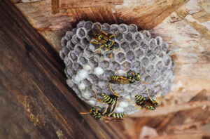 Image of yellowjacket nest on the underside of a roof