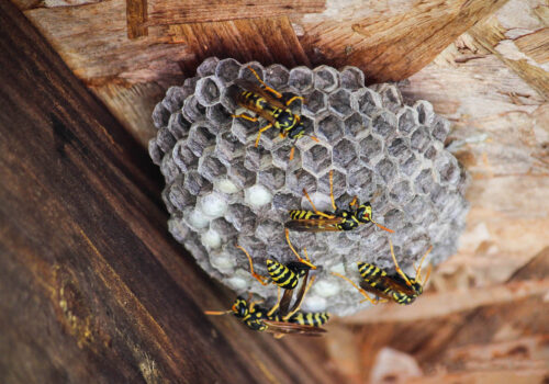 Image of yellowjacket nest on the underside of a roof