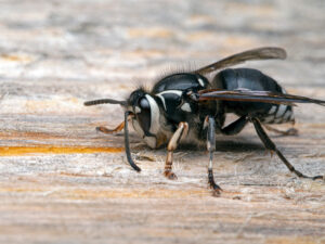 A bald faced hornet rests on a wooden table