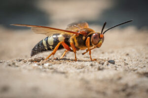 A cicada killer wasp emerges from its underground nest