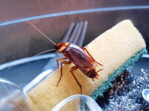 Cockroaches on the dishwasher sponge The dirty sink