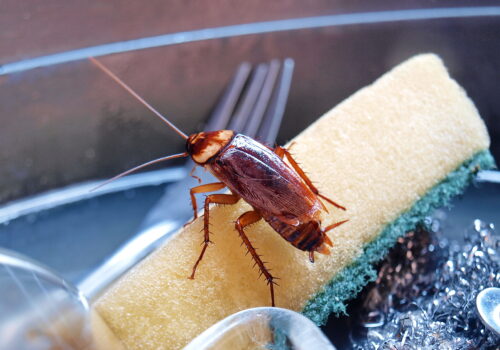 Cockroaches on the dishwasher sponge The dirty sink