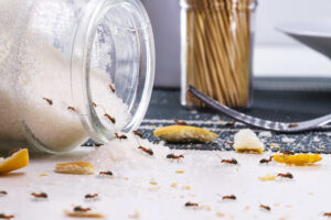 red ants eating sugar over messy table, ant infestation indoors