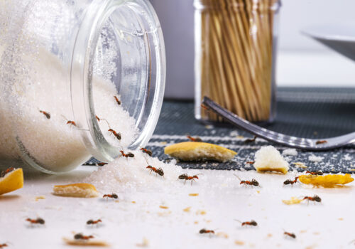 red ants eating sugar over messy table, ant infestation indoors