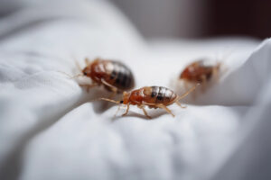 Bed bugs on a white cloth, macro, Generative AI