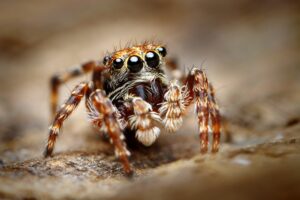 Curious jumping spider close up