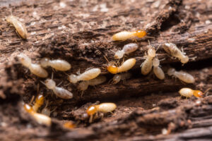 Close up termites or white ants