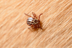 Forest mite on dog hair. tick