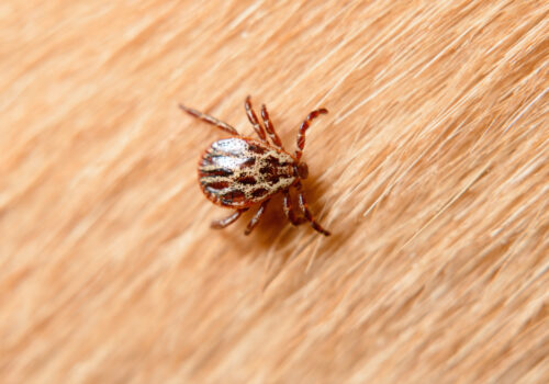 Forest mite on dog hair. tick