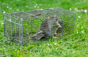 Brown rat caught in a wire trap. Facing forward. Garden settin