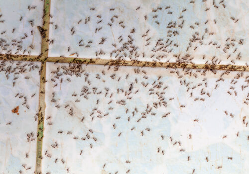 Ants in house on the wall angleants walk on the tile floor.