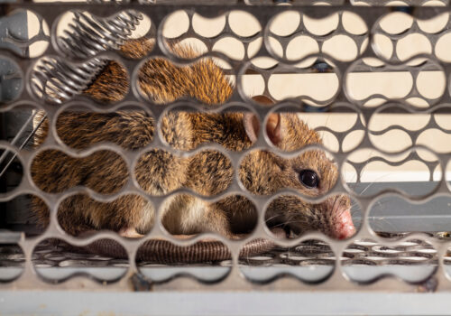 A brown rat was trapped in a live cage trap. The rodents like mice, rat and mouse often invade and damage to people’s houses and cause infestations. Focused on the rat’s eye.