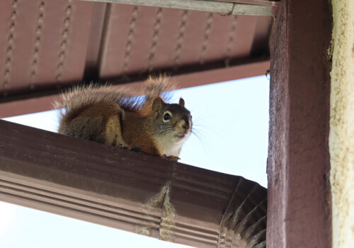 Closeup of a squirrel ontop of an eavestrough