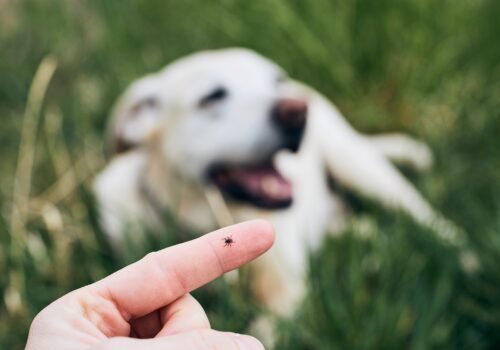 Tick on human finger against dog