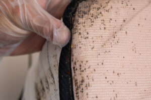Bed Bugs in a mattress