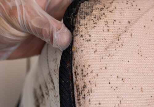 Bed Bugs in a mattress