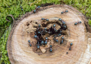 USA. Washington State. Destructive Carpenter Ants (Camponotus spp.) nest at sawed off cherry tree branch.