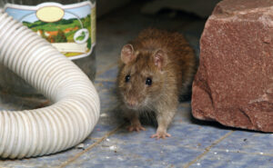 a rat in someone's home