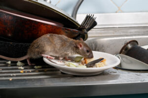 Close-up on mouse sniffing leftovers on a plate