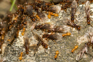 Ant Swarm 