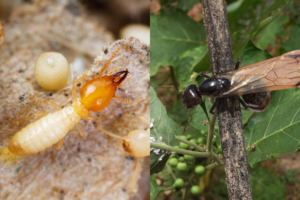 side by side image of a termite and ant swarmer