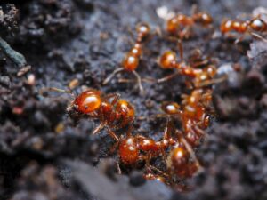 multiple fire ants in the ground