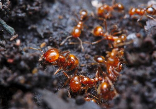 multiple fire ants in the ground
